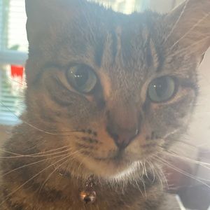 Meet your Posher, Linhly